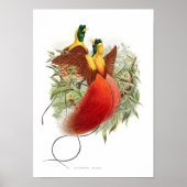 Loddigesia Mirabilis Poster (Vorne)