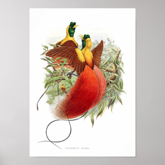 Loddigesia Mirabilis Poster (Vorne)