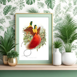 Loddigesia Mirabilis Poster