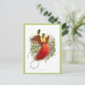 Loddigesia Mirabilis Postkarte (Stehend Vorderseite)