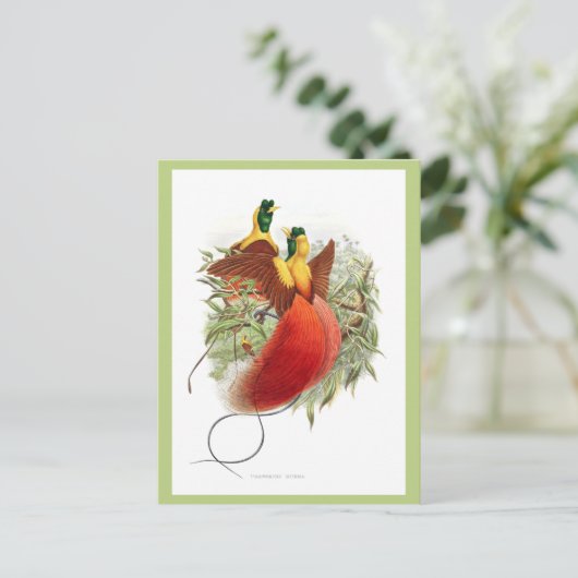 Loddigesia Mirabilis Postkarte (Stehend Vorderseite)