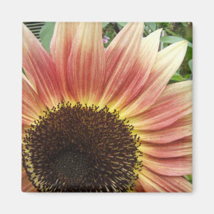 Lodernder Sonnenblume ~ Magnet