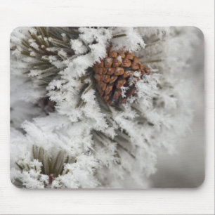 Lodgepole Kiefernkegel im Winter in Yellowstone Mousepad