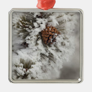 Lodgepole Kiefernkegel im Winter in Yellowstone Silbernes Ornament