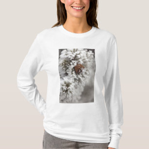 Lodgepole Kiefernkegel im Winter in Yellowstone T-Shirt