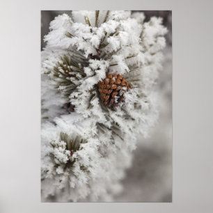Lodgepole Pine Kegel im Winter in Yellowstone Poster