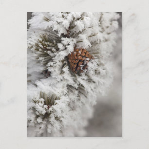Lodgepole Pine Kegel im Winter in Yellowstone Postkarte