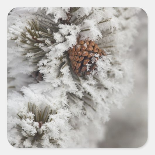 Lodgepole Pine Kegel im Winter in Yellowstone Quadratischer Aufkleber (Vorderseite)
