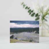 Lodgepole Pine Yellowstone Nationalpark 1968 Postkarte (Stehend Vorderseite)