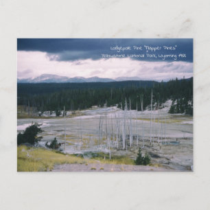 Lodgepole Pine Yellowstone Nationalpark 1968 Postkarte