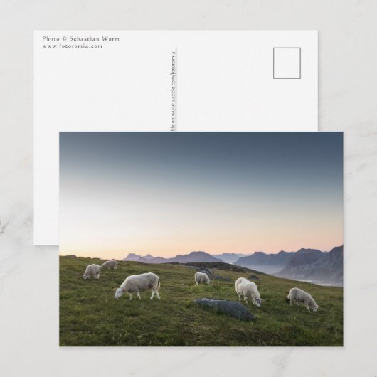 Lofoten Islands Sheep Landscape Foto Postkarte (Vorne/Hinten)