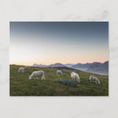 Lofoten Islands Sheep Landscape Foto Postkarte (Vorderseite)