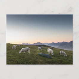 Lofoten Islands Sheep Landscape Foto Postkarte
