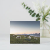 Lofoten Islands Sheep Landscape Foto Postkarte (Stehend Vorderseite)