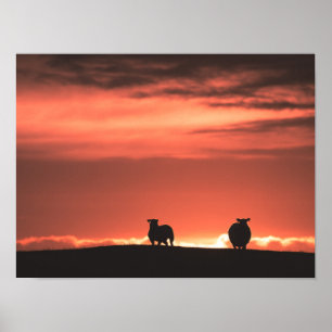 Lofoten Islands Sunset Sheep Nature Foto Poster