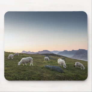 Lofoten Sheep Landscape Foto Mousepad