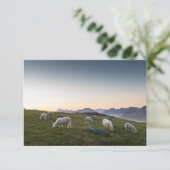 Lofoten Sheep Nature Foto (Stehend Vorderseite)