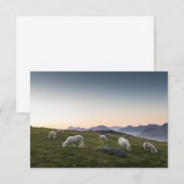 Lofoten Sheep Nature Foto (Vorne/Hinten)