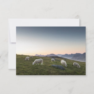 Lofoten Sheep Nature Foto