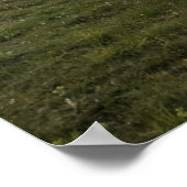 Lofoten Sheep Poster (Ecke)