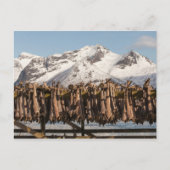 Lofoten Stockfish Postkarte (Vorderseite)