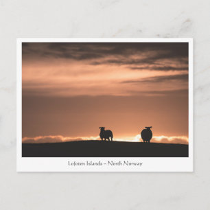 Lofoten Sunset Sheep Postkarte