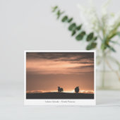 Lofoten Sunset Sheep Postkarte (Stehend Vorderseite)