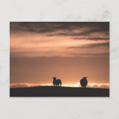 Lofoten Sunset Sheep Postkarte (Vorderseite)