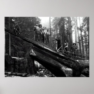 LOG RIGGING in der REDWOODS c. 1890 Poster