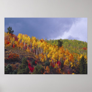 Logan Canyon in Utah im Herbst mit Vorbeifahren Poster