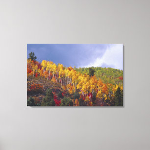 Logan Canyon in Utah im Herbst mit Vorbeiflug Leinwanddruck