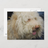 Logato Romagnolo Postcard Postkarte (Vorne/Hinten)