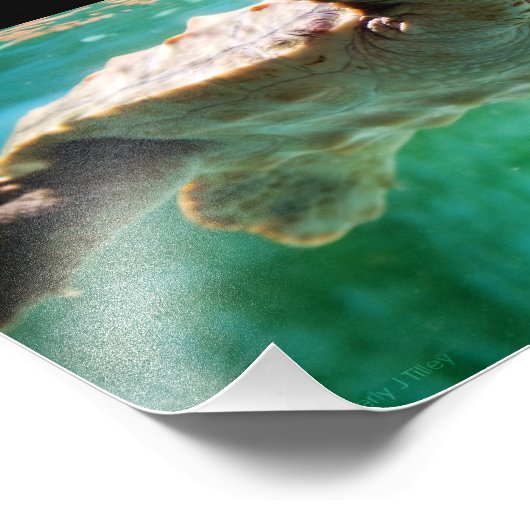 Loggerhead #1 Foto (Ecke)