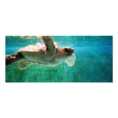 Loggerhead #1 Foto (Vorne)