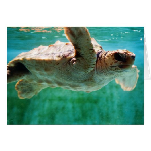 Loggerhead #1-Karte (Vorderseite (Horizontal))