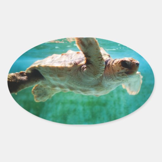 Loggerhead #1 ovaler aufkleber (Vorderseite)