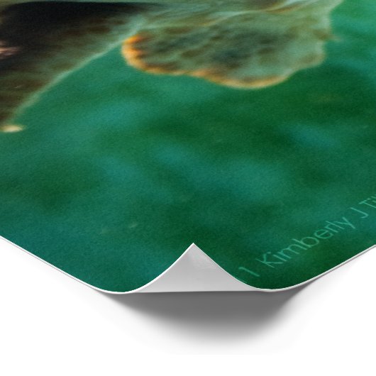 Loggerhead #1 Poster (Ecke)