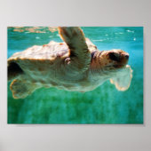 Loggerhead #1 Poster (Vorne)