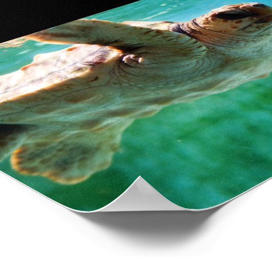 Loggerhead #1 Poster (Ecke)