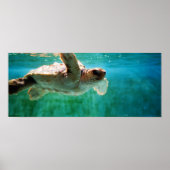 Loggerhead #1 Poster (Vorne)