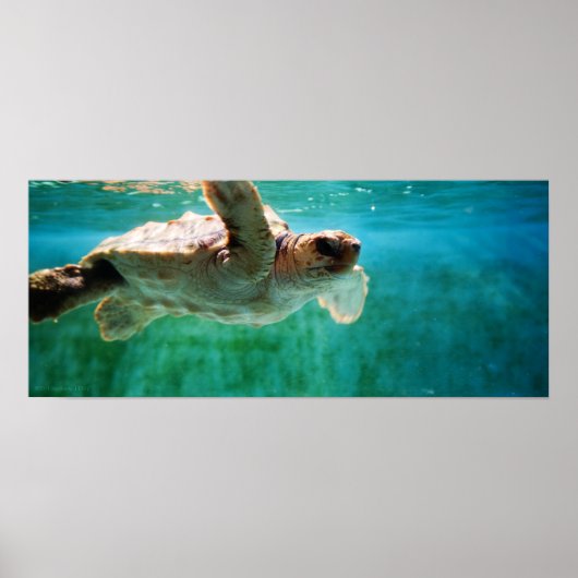 Loggerhead #1 Poster (Vorne)