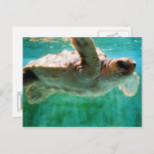 Loggerhead #1 Postkarte (Vorne/Hinten)