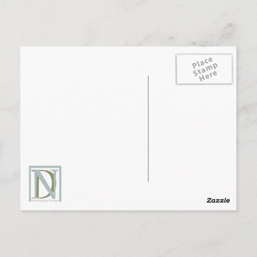 Loggerhead #1 Postkarte (Rückseite)