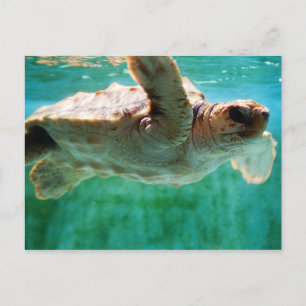 Loggerhead #1 Postkarte
