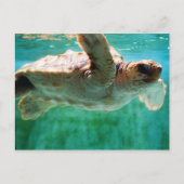 Loggerhead #1 Postkarte (Vorderseite)