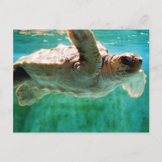 Loggerhead #1 Postkarte (Vorderseite)