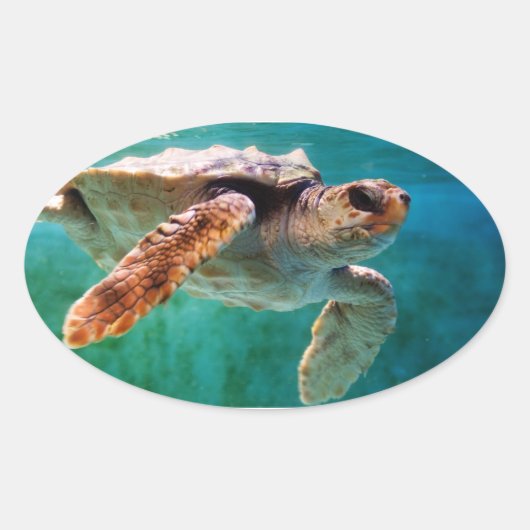 Loggerhead #2-Aufkleber Ovaler Aufkleber (Vorderseite)