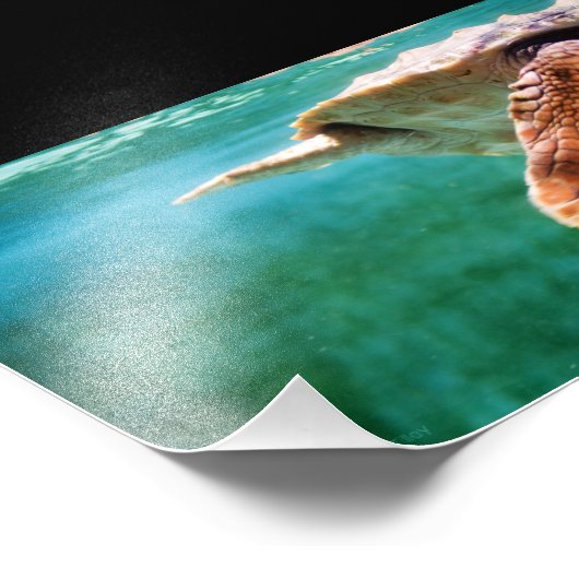 Loggerhead #2 Foto (Ecke)