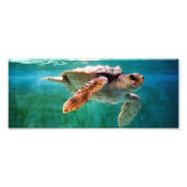 Loggerhead #2 Foto (Vorne)