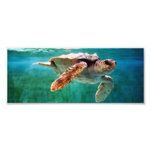 Loggerhead #2 Foto (Vorne)